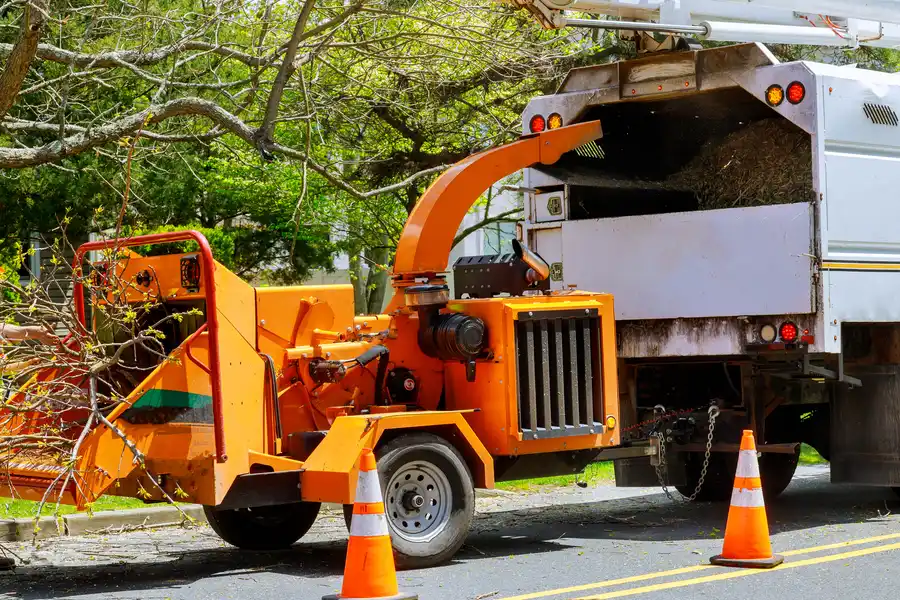 The Importance Of Stump Removal After Tree Removal Albany, OR The Importance Of Stump Removal After Tree Removal Albany, OR