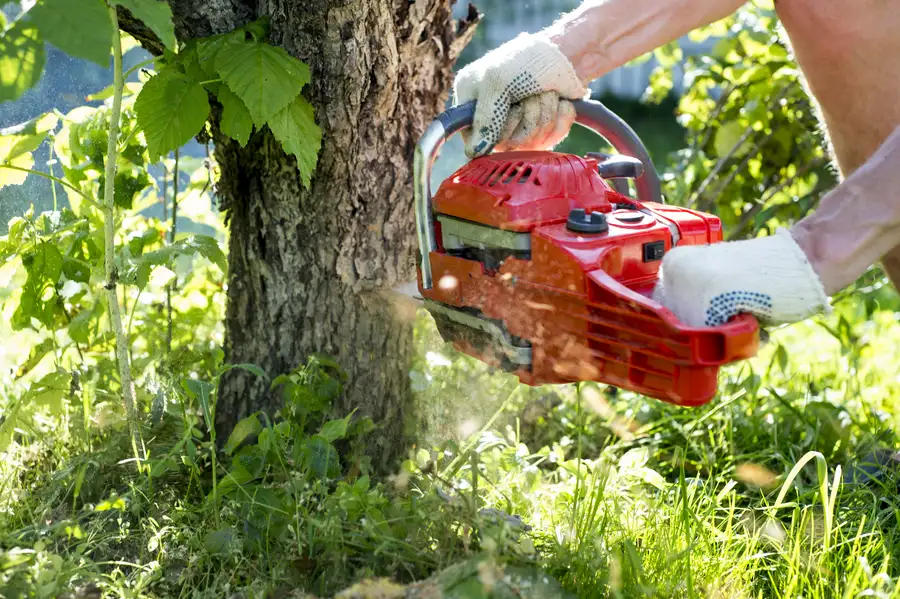 The Importance Of Stump Removal After Tree Removal in Albany, OR The Importance Of Stump Removal After Tree Removal in Albany, OR