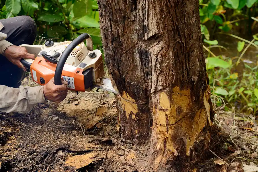 What To Expect During A Professional Tree Removal Service Albany, OR What To Expect During A Professional Tree Removal Service Albany, OR