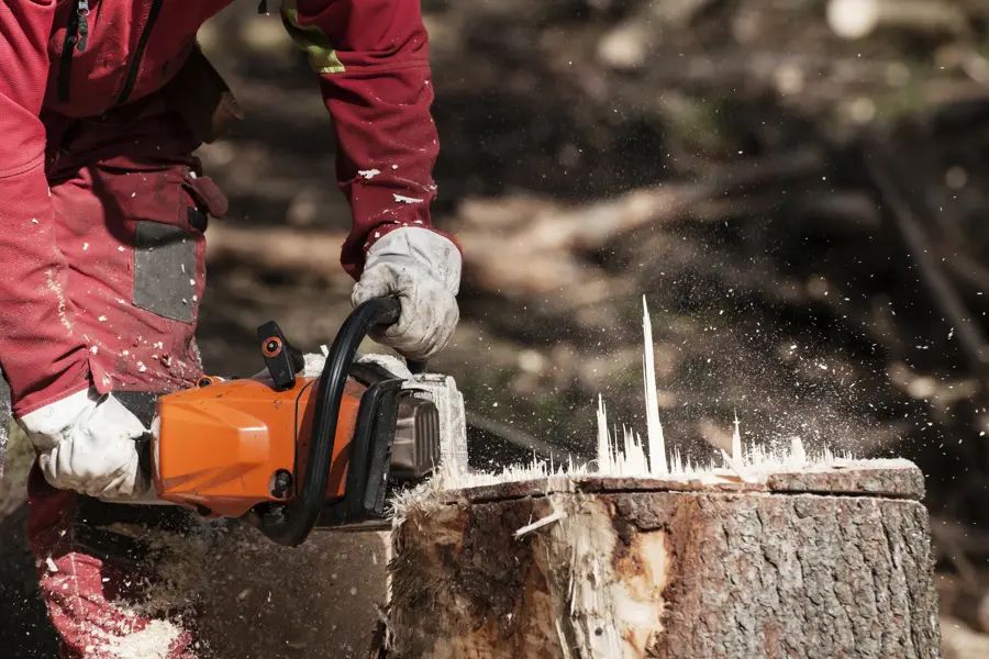 What To Expect During A Professional Tree Removal Service in Albany, OR What To Expect During A Professional Tree Removal Service in Albany, OR
